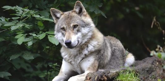 Il lupo: litiga spesso ma fa la pace subito senza serbare rancore il lupo