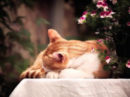 Il sonno: curiosità ed abitudini nel mondo animale viste da vicino il sonno