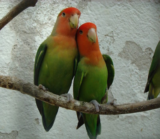 I variopinti inseparabili: impariamo a conoscere meglio questa specie inseparabili