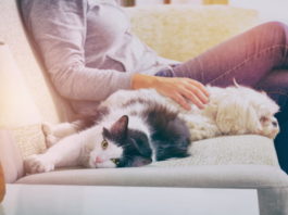intelligenza del cane e del gatto
