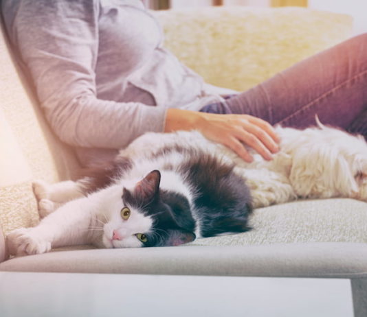 intelligenza del cane e del gatto