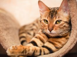 le associazioni gattofile