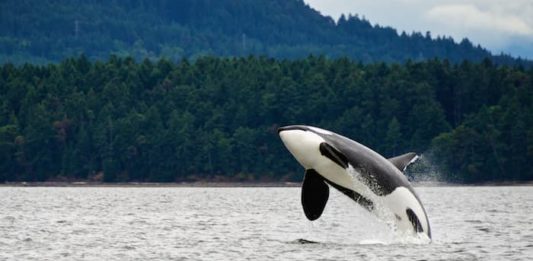 orche litigano