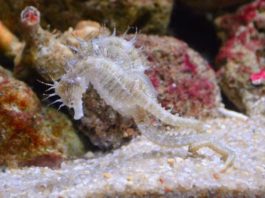 I papà single del mondo animale: premurosi e affidabili papà single del mondo animale