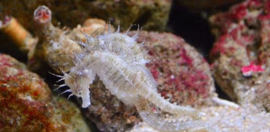 papà single del mondo animale