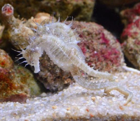 I papà single del mondo animale: premurosi e affidabili papà single del mondo animale