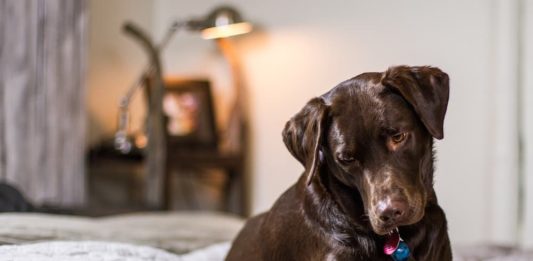 parlare al cane