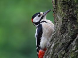 perché il picchio non si fa male