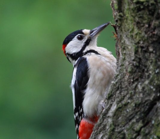 Perché il picchio non si fa male a furia di picchiettare? perché il picchio non si fa male