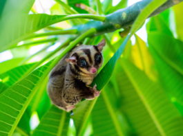 petauro dello zucchero