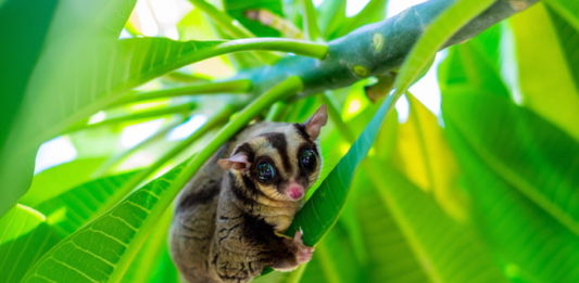 Petauro dello zucchero: consigli per una corretta alimentazione petauro dello zucchero