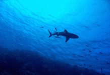 predatori spaventosi