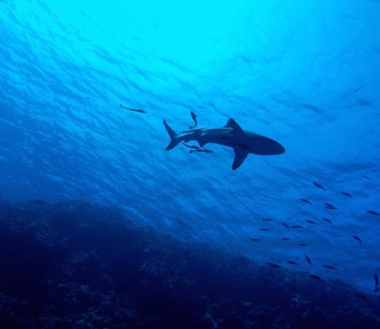 predatori spaventosi