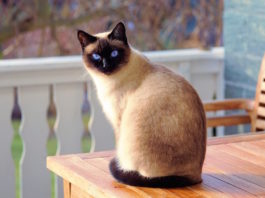andatura felina