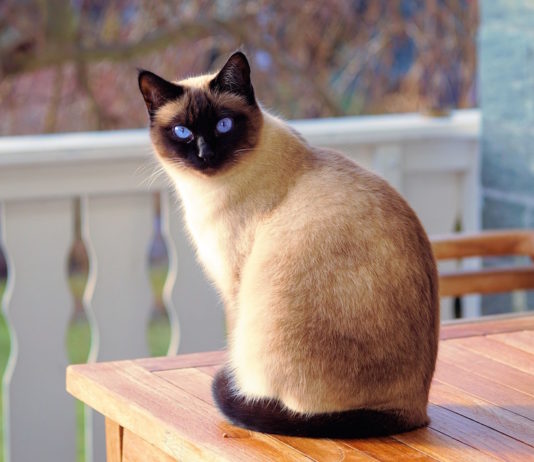 andatura felina