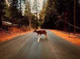 soccorso agli animali