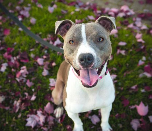 Tagliare orecchie ai cani: Il veterinario può farlo? Cosa dice la legge tagliare orecchie ai cani