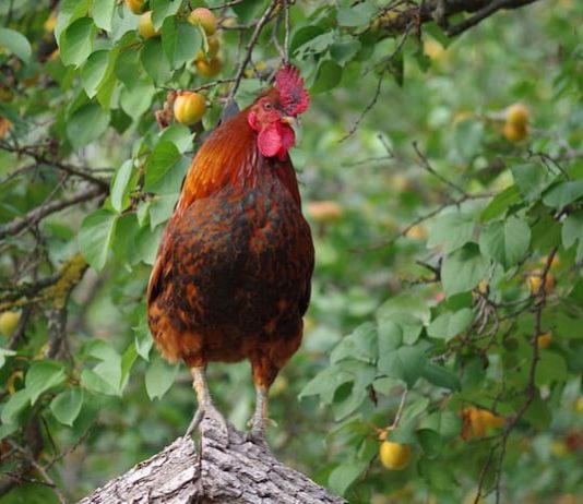 Uova di gallina non solo bianche: perché hanno colori diversi? uova di gallina