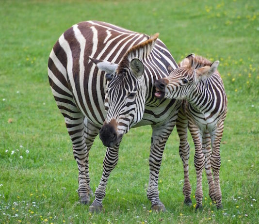 Fiocco a strisce al Parco zoo di Falconara: è nato un cucciolo di zebra zebra
