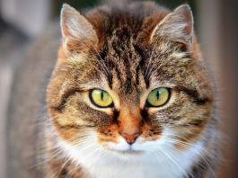 ansia nel gatto