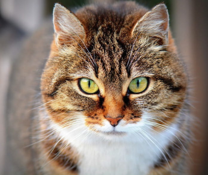 ansia nel gatto ansia nel gatto