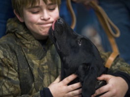 baciare un animale domestico