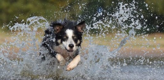 comportamento animale