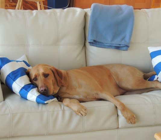 dormire con un animale