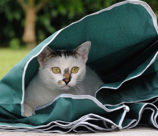 educare il gatto