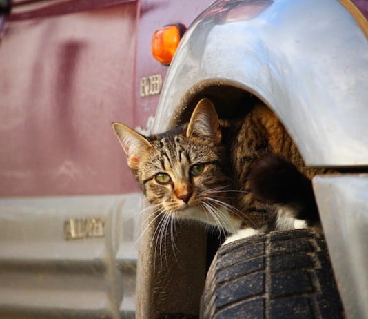 gatto e viaggio in macchina