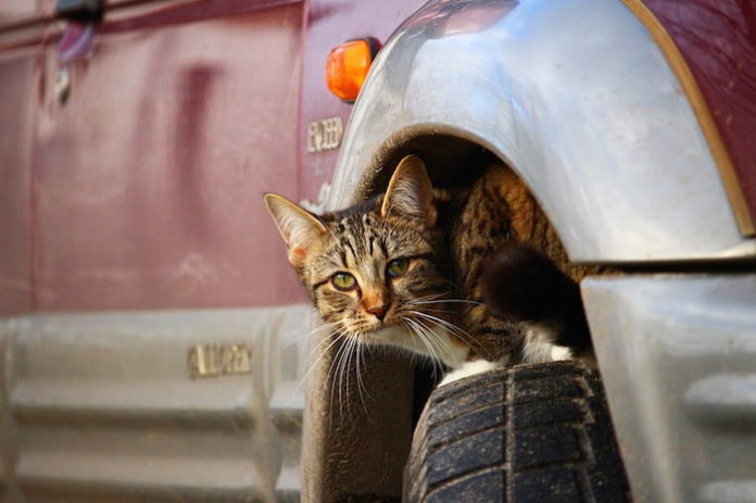 gatto e viaggio in macchina gatto e viaggio in macchina