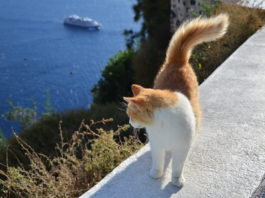 Gatto in vacanza: quali sono gli accorgimenti da seguire? gatto in vacanza