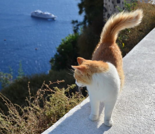 Gatto in vacanza: quali sono gli accorgimenti da seguire? gatto in vacanza