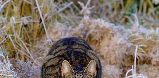 Gatto stressato: come si riconosce? Quali sono i segnali per capirlo? gatto stressato
