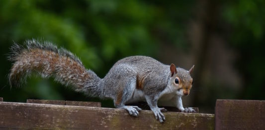 scoiattolo grigio