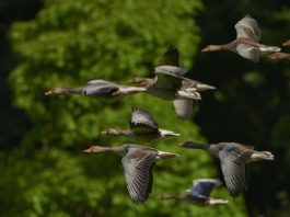 Perché alcuni stormi di uccelli hanno una forma a “V”? stormi di uccelli
