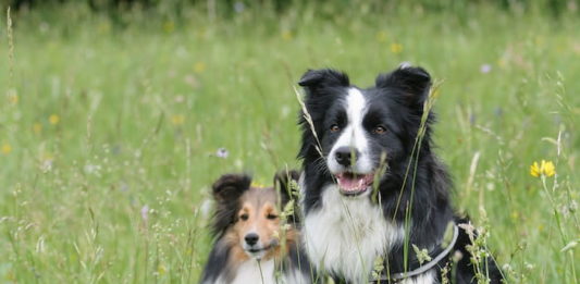 Stress nel cane: quali sono le cause e come comportarsi stress nel cane