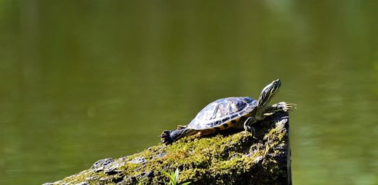 tartaruga d'acqua