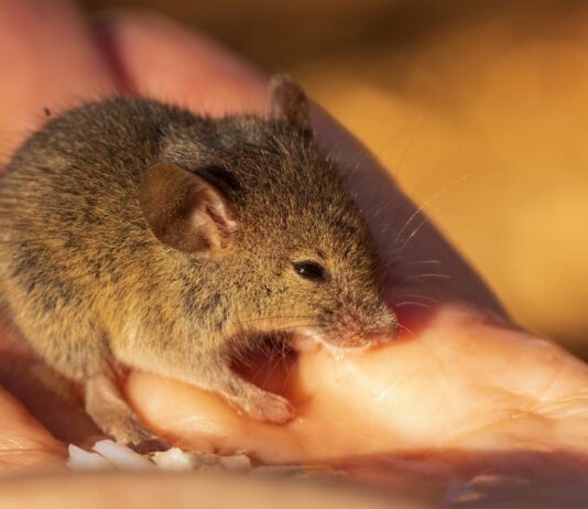 topo domestico gestione