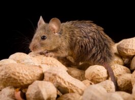 topo domestico noccioline