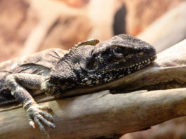 Il Clamidosauro: un piccolo dinosauro in miniatura Clamidosauro