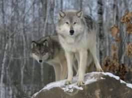 Il lupo fauna selvatic