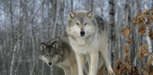 Il lupo fauna selvatic