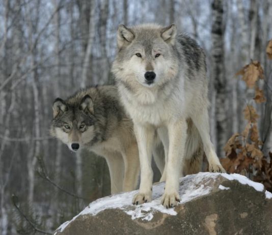 Il lupo fauna selvatic