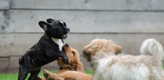 cane iperattivo