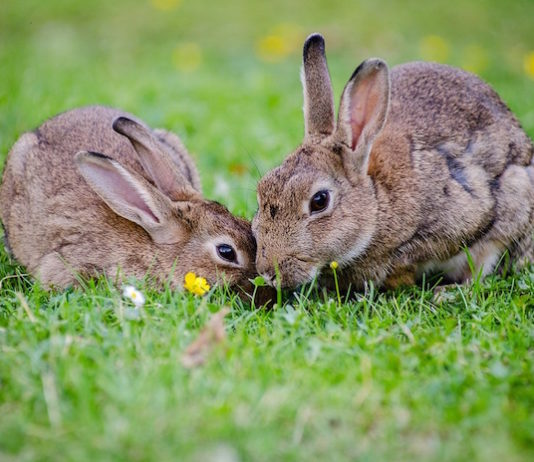 La cheyletiellosi nel coniglio: conosciamo da vicino questa parassitosi! cheyletiellosi