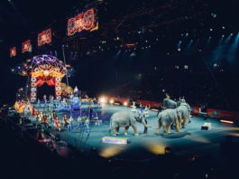 Circo e animali: un binomio da rivedere e chiarire? circo