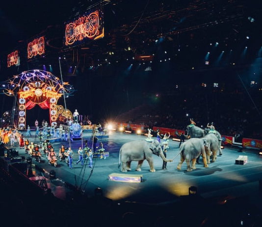 Circo e animali: un binomio da rivedere e chiarire? circo