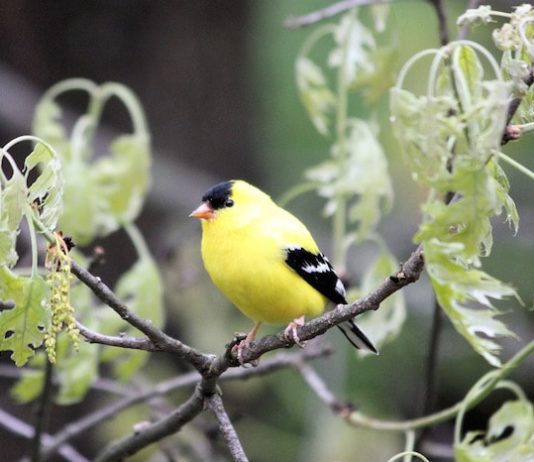 La Clamidiosi: una malattia che può essere trasmessa all’uomo clamidiosi
