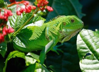 rettili e anfibi cosa mangiano le iguane